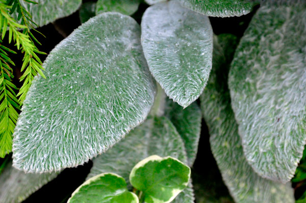 Lambs Ear